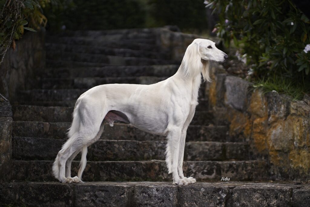 fastest dog in the world record
