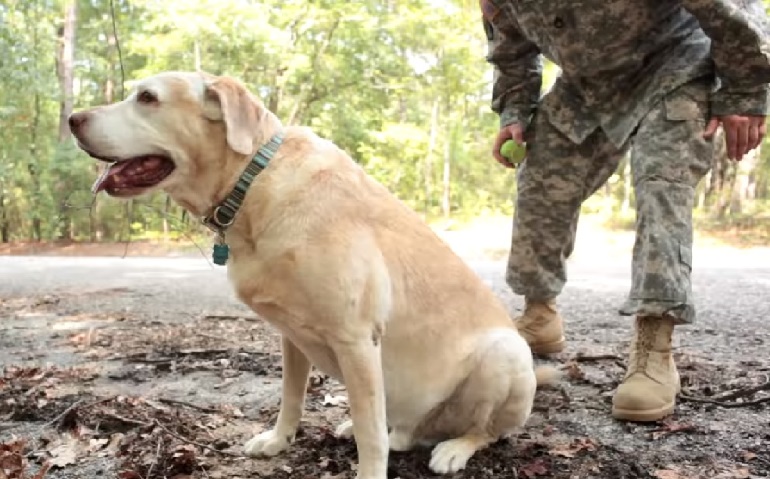 war dog heroes
