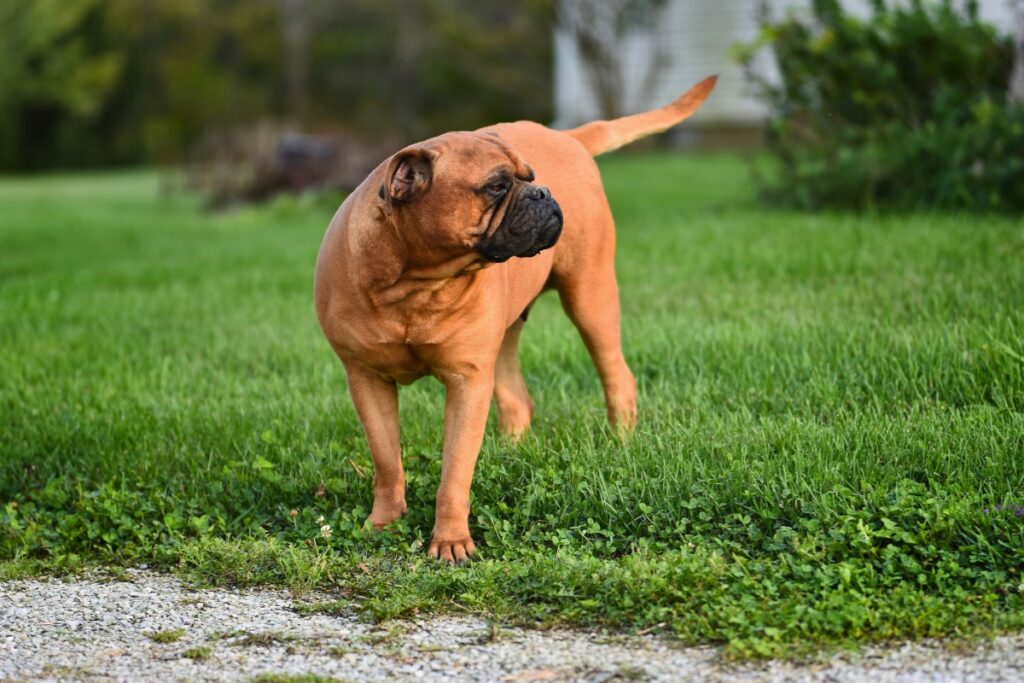 cute protective dogs
