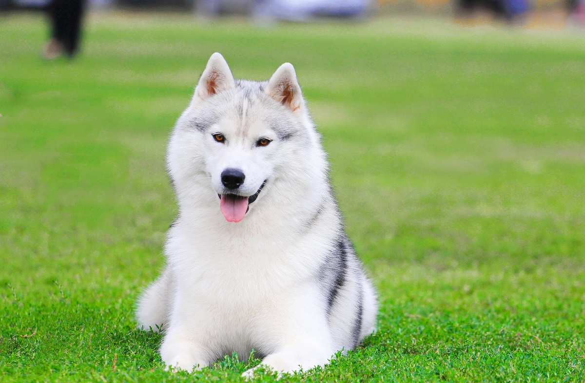 9 Dog Breeds Known for Goofy Behavior That Make You Smile