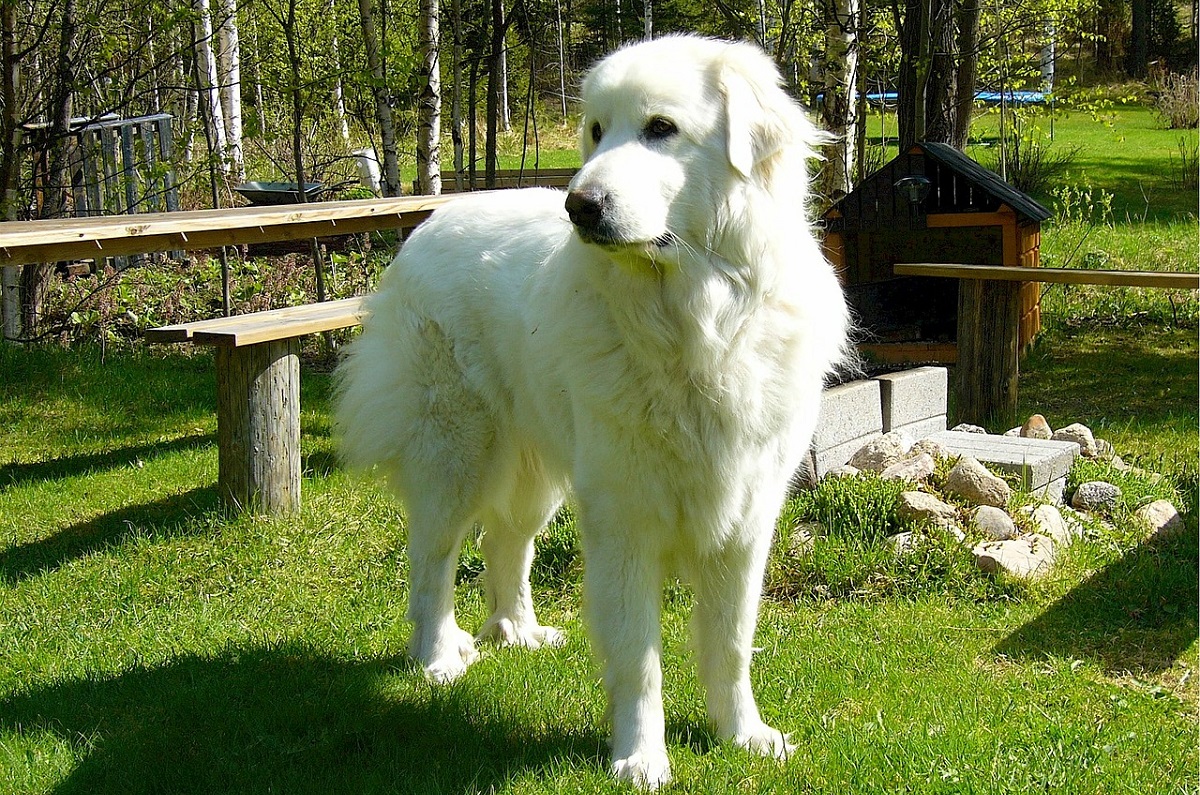 10 Best Giant Guard Dog Breeds You Can Trust!