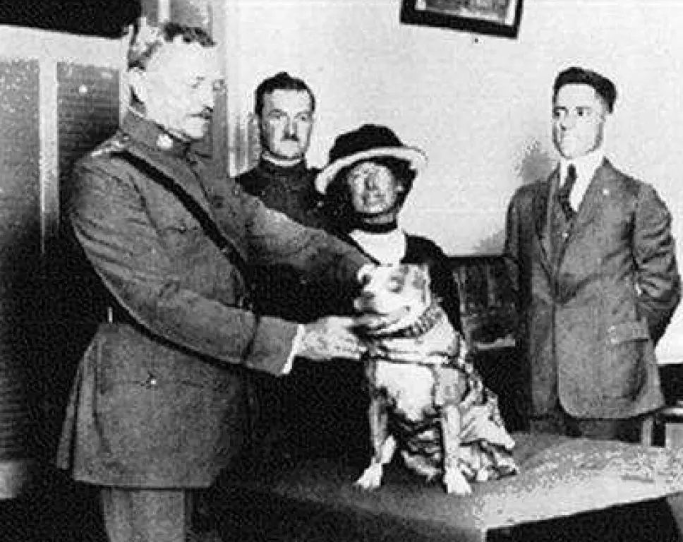 hero dogs