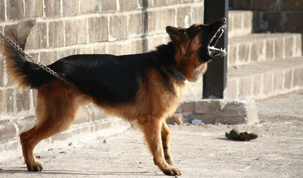 how to scare off aggressive dogs