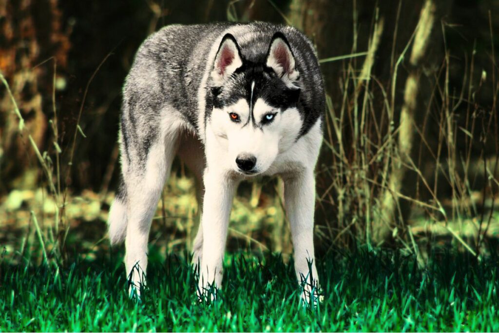 dog breeds to avoid