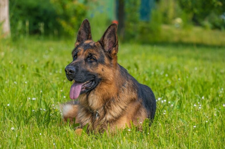 King Shepherd Vs German Shepherd: What's The Difference? - Tededer.com
