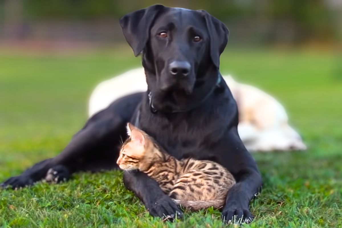 7 Guard Dog Breeds That Are Good With Cats - Tededer.com