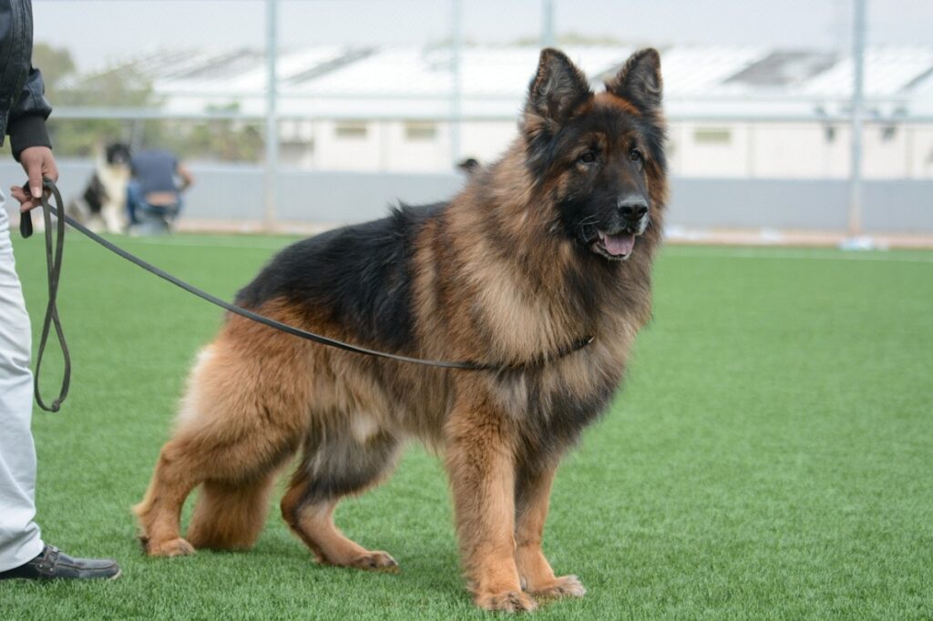 dogs for protection
