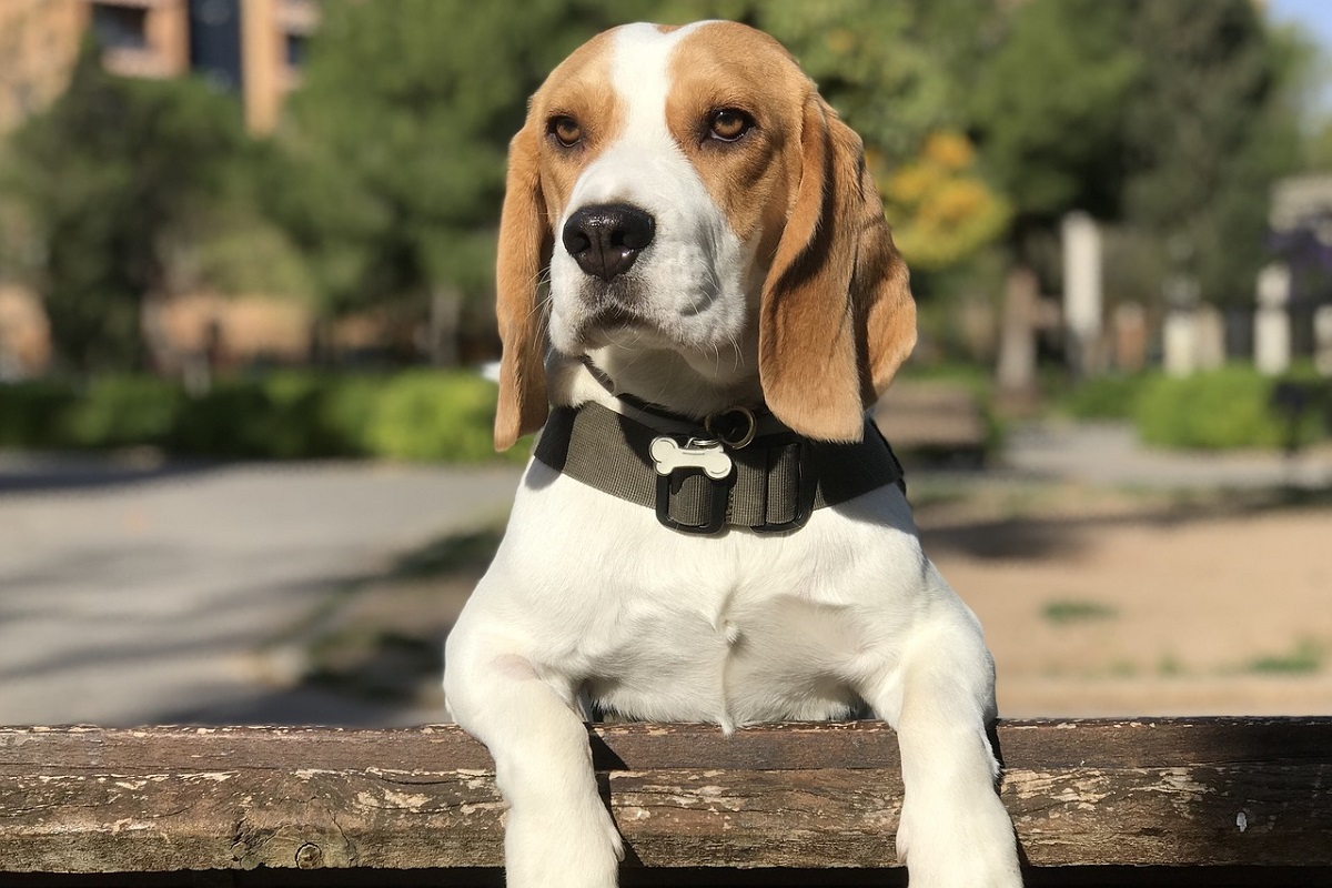 7 Best Small Guard Dogs For Big Protection