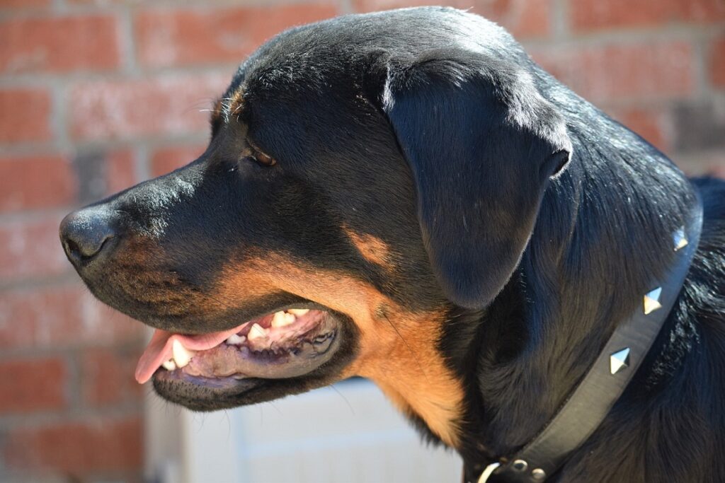rottweiler bite force