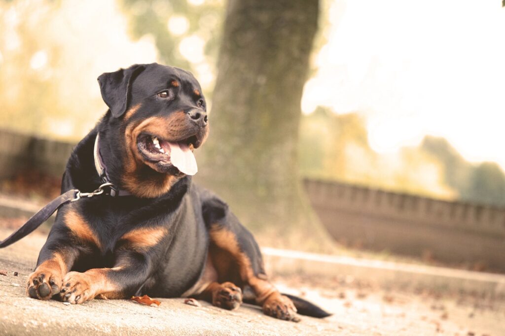 rottweiler guard dog training