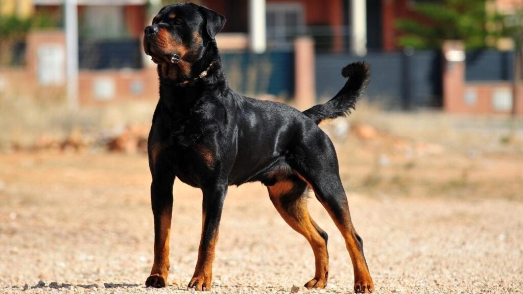rottweiler guard dogs