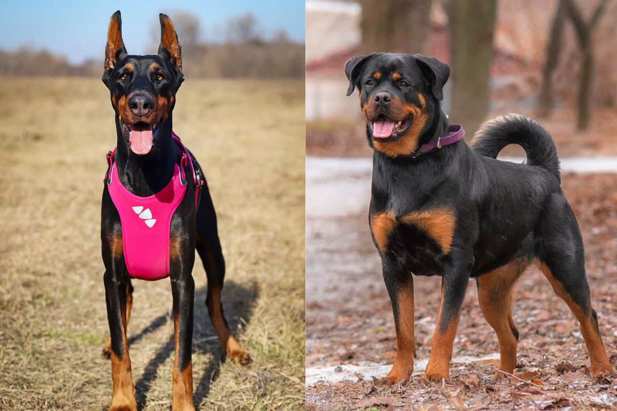 Doberman Vs Rottweiler Comparison Of Two German Guard Dogs