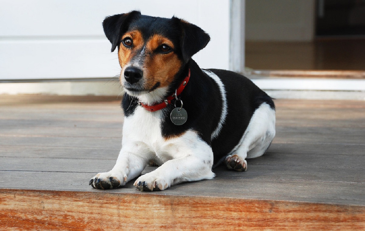 7 Best Small Guard Dogs For Big Protection