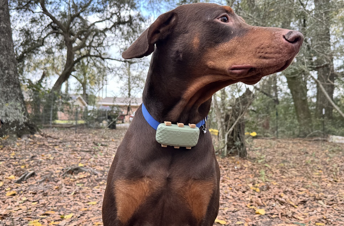 Best GPS Dog Fence Of 2024 [HandsOn Tested]