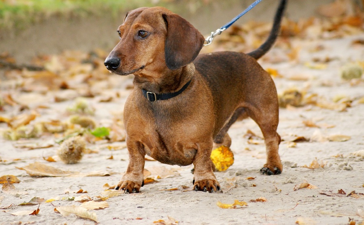 13 Best Dog Breeds For Hot Weather