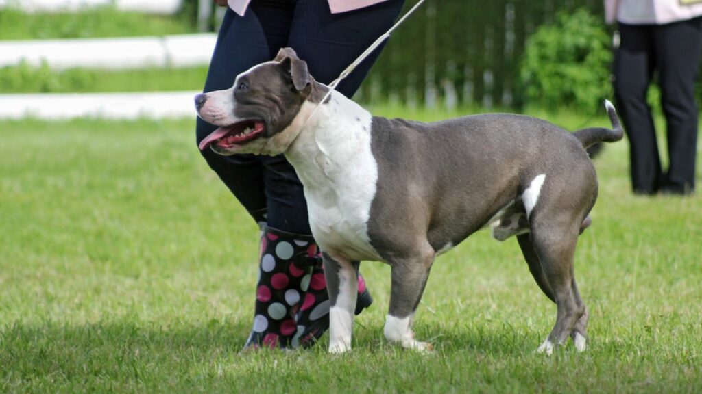 dogs bred for companionship