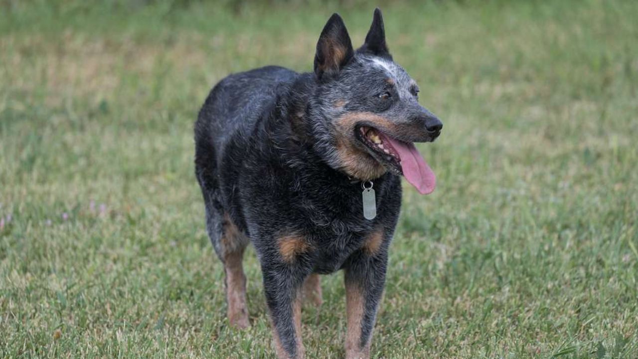 Blue Heeler