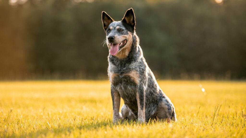 Best Guard Dogs for Peaceful Country Living