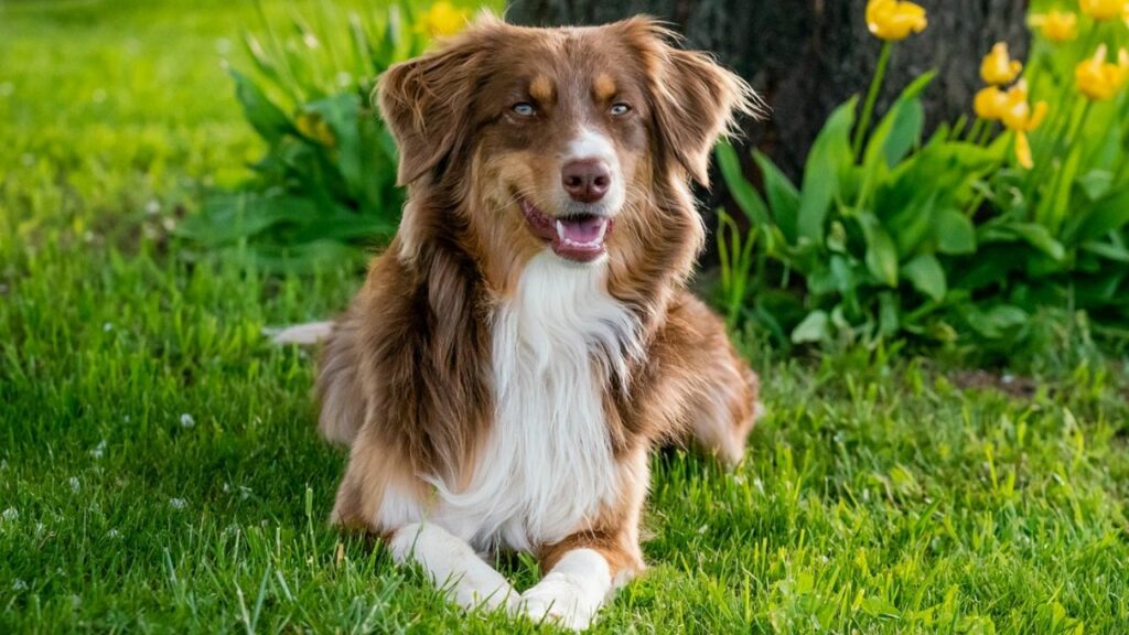 best dogs for single women