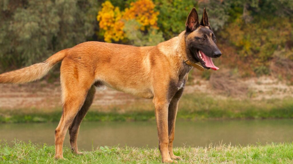 20 dog breeds that will guard you with their life