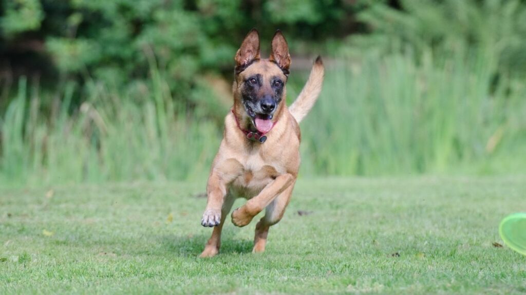 low maintenance dog breeds for Women