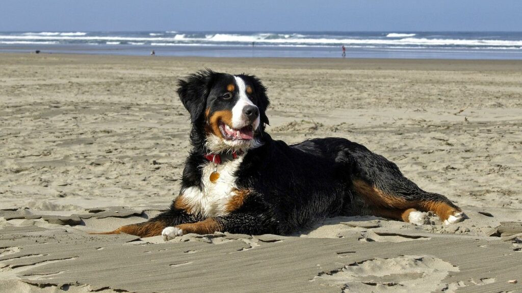 Bernese Mountain Dogs