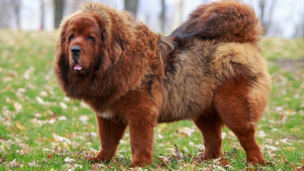 10 Best Giant Guard Dog Breeds For Security