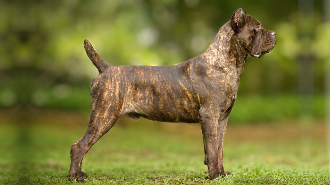 Top 10 Dogs That Kill Wolves And Safeguard Your Loved Ones