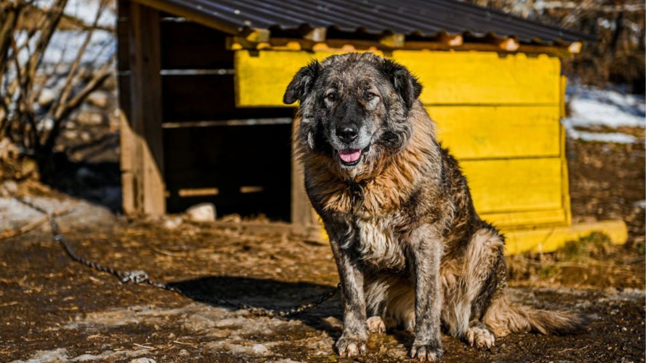 Caucasian Shepherd 
