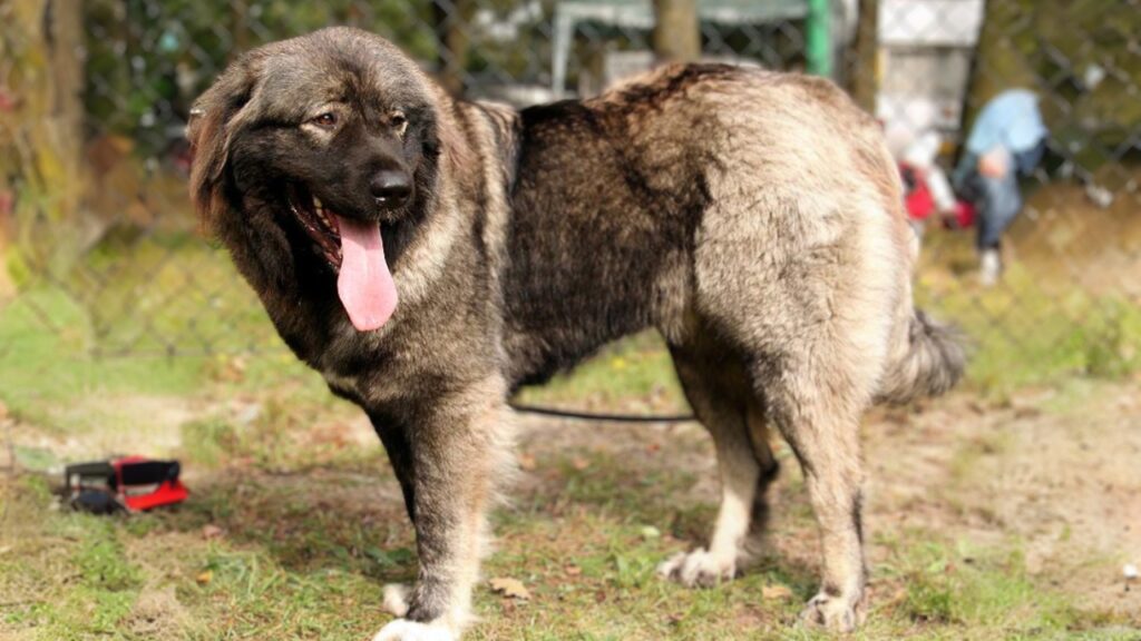 Caucasian Shepherd Dog