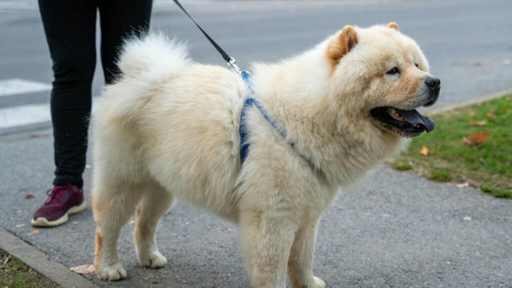 hypoallergenic watch dogs for Women
