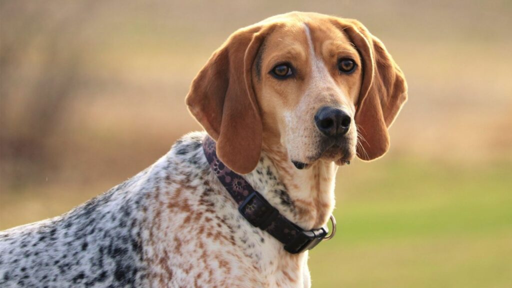 best deer tracking dogs