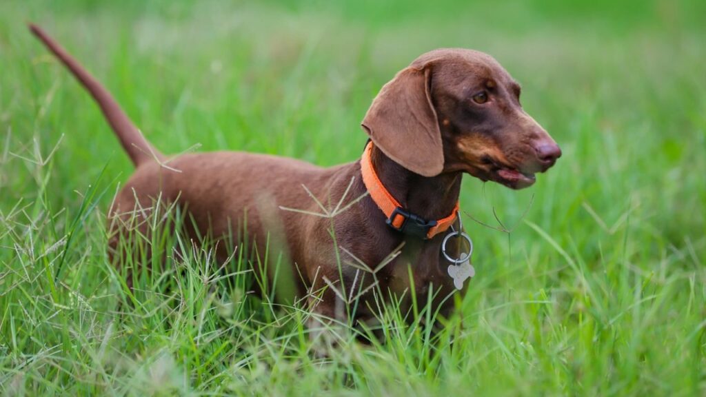 10 Best Deer Tracking Dogs To Retrieve Game In Dense Forest