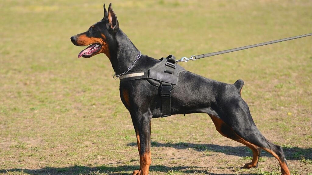 Protection dogs
