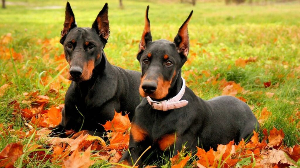 Guard Dogs