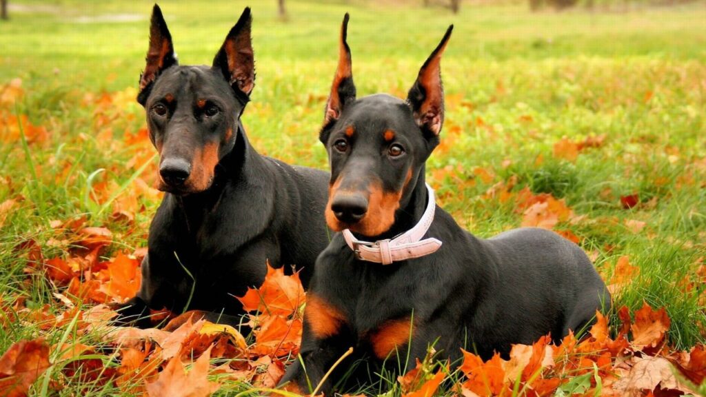 best Guard Dog Breeds