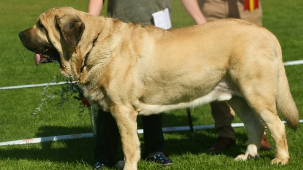Raccoon-proof dog breeds