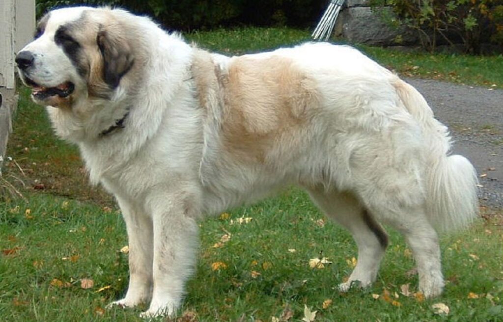 Effective dogs against wildlife