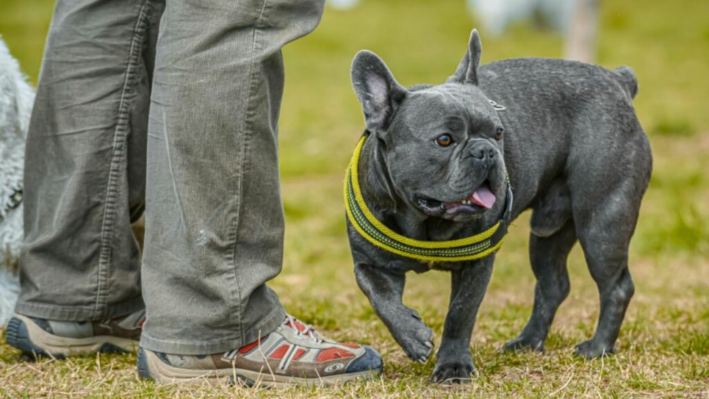 most popular dog breeds in america