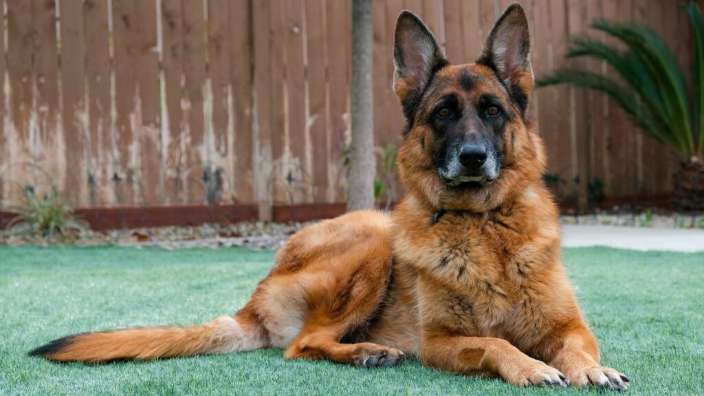 good dogs for single Older woman