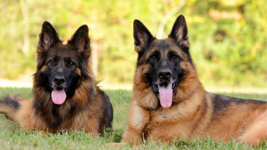 View of 7 Dog Breeds With Chocolate Coats To Fall In Love With - Ethawi.com