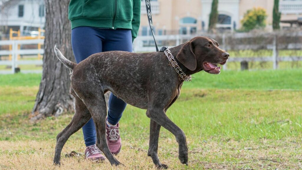 best dog for companionship