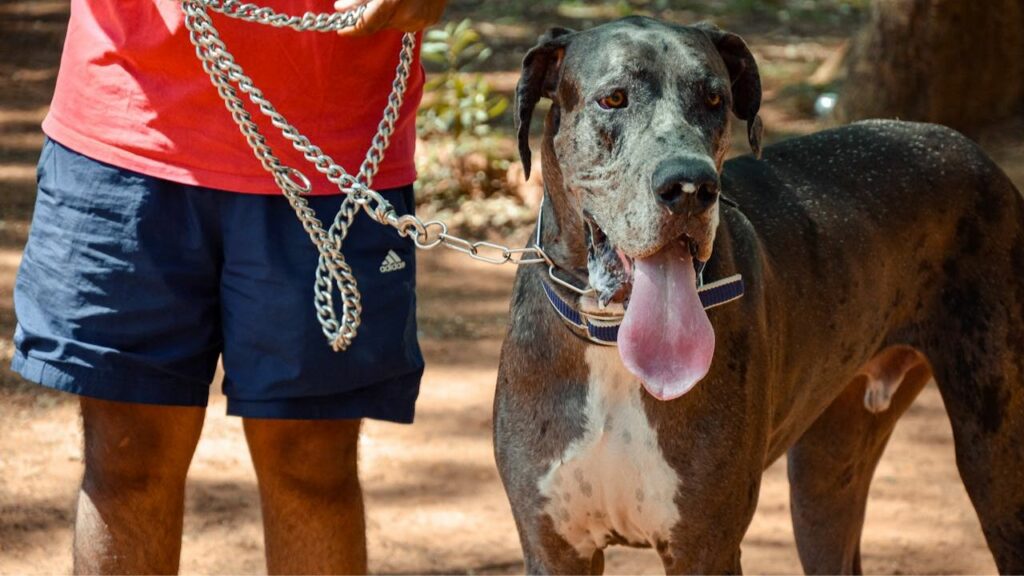 Dogs for Personal Security