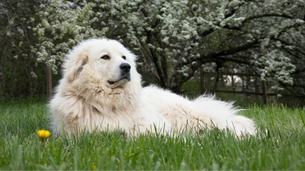 Guard Dogs for Peaceful Country Living