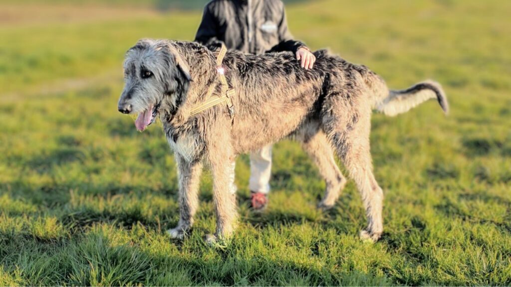 big dogs that don't shed
