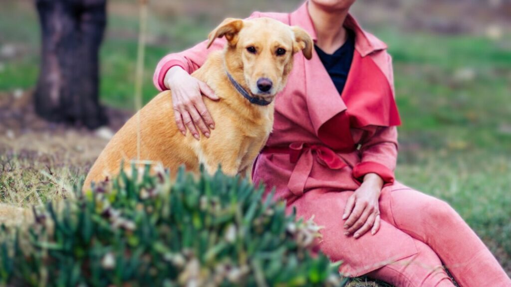 large dogs that dont shed