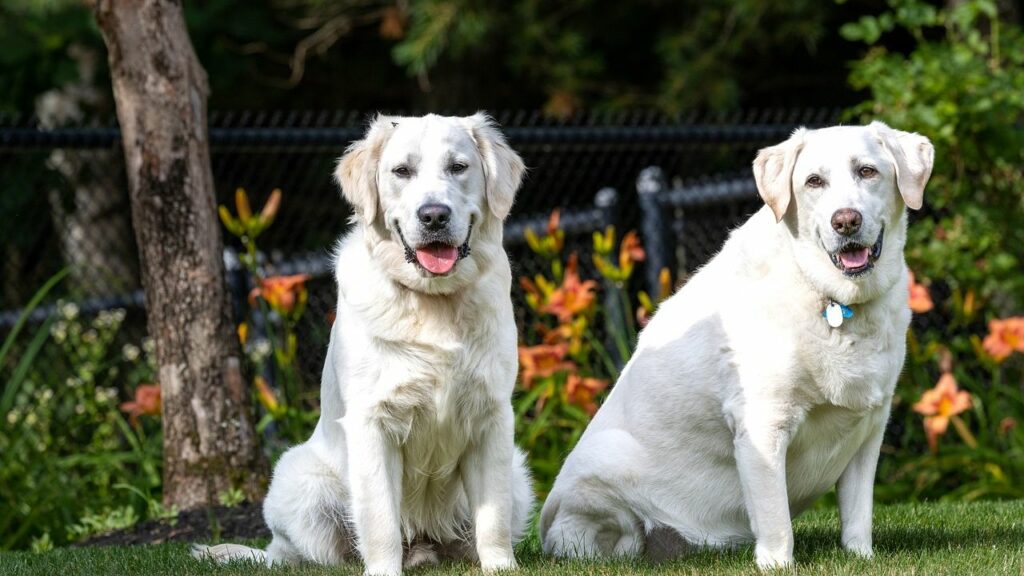 Labrador Retriever