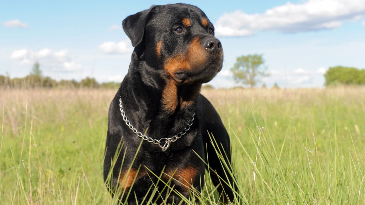 10 Smartest Dog Breeds For Protection - Ethawi.com