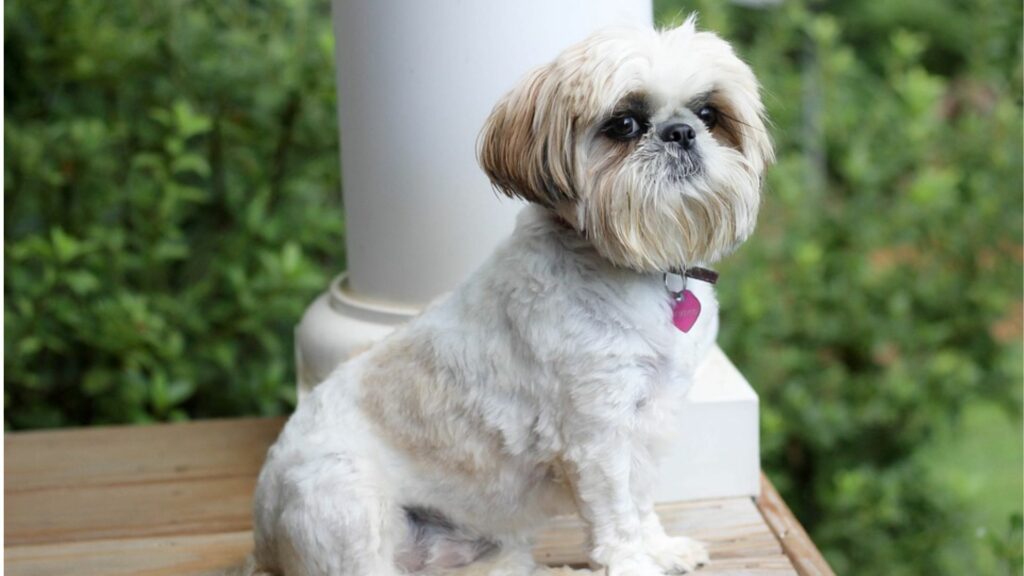 dog carolina