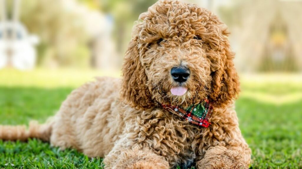 Goldendoodles